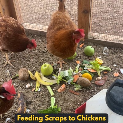 Chickens